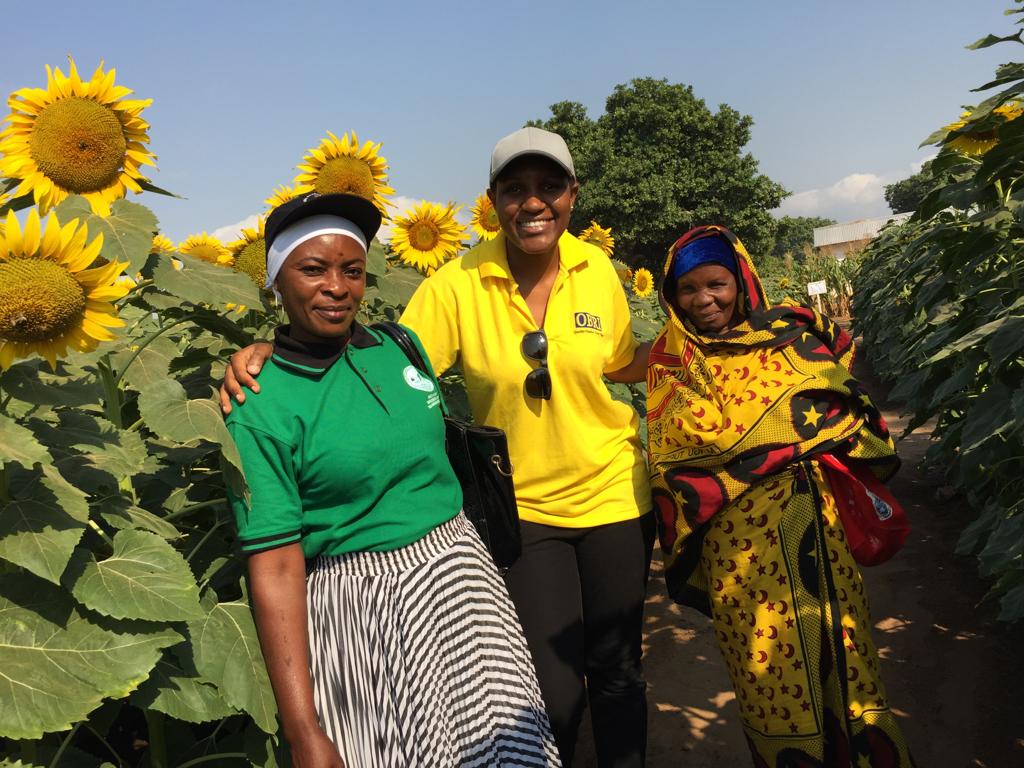 Africans in sunflower field