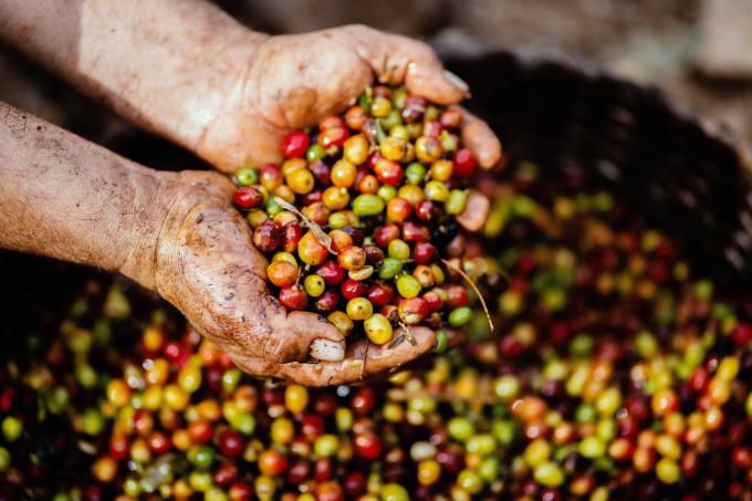 coffee bean crops