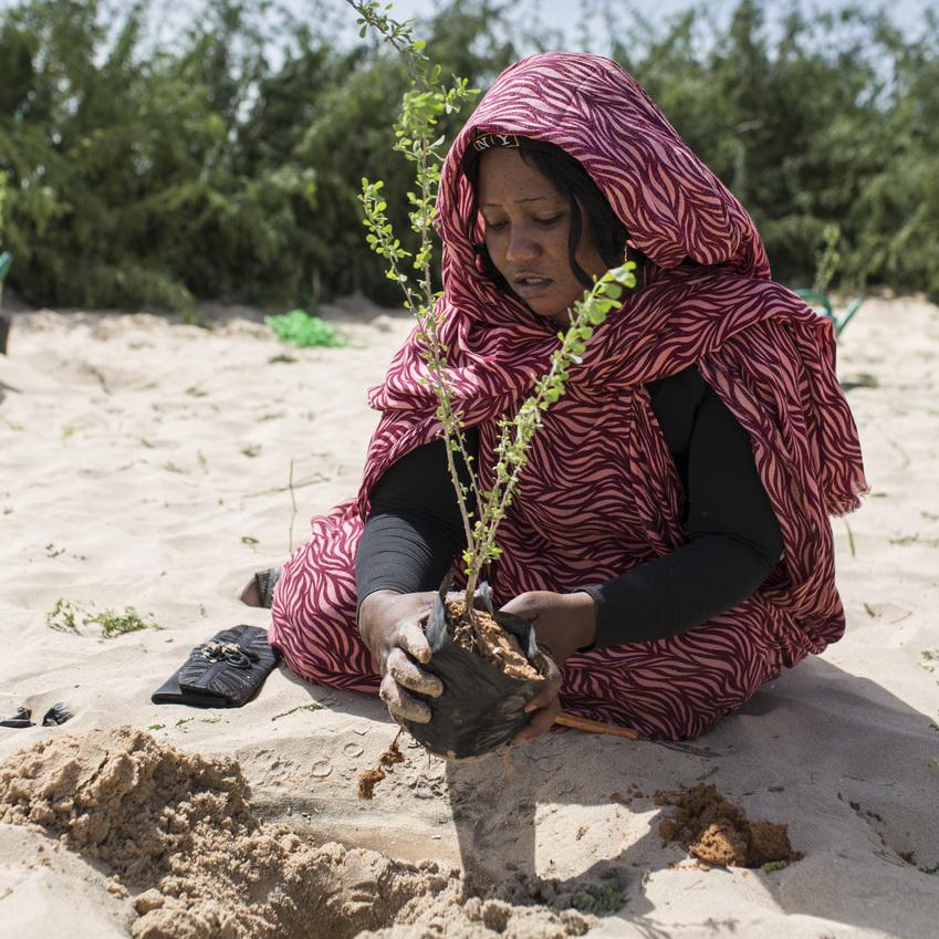 woman planting tree