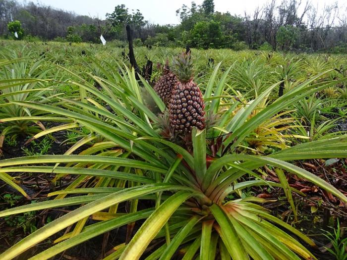 Local pineapple variety growing in the field